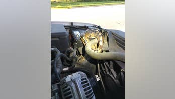 Wisconsin woman whose car was 'running strangely' finds large python under hood, police say