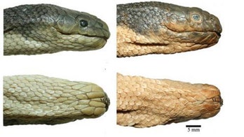 Deadliest sea snake splits in two