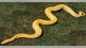 Snake on the loose: 17-foot python goes missing in northern Alaska