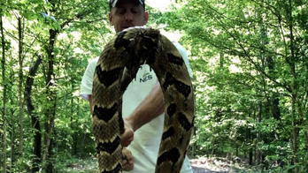 Tennessee man catches, kills 6.5-foot timber rattlesnake after it swallows squirrel in backyard