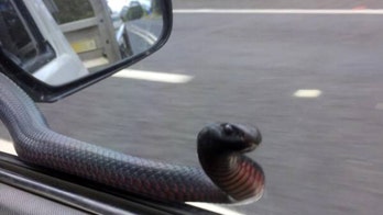 Red-bellied black snake hitches a ride with driver, pictures go viral