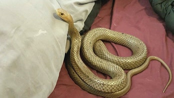 Venomous snake slithers into Australian couple's bed