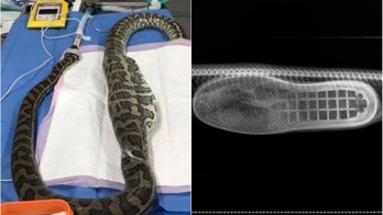 WARNING, GRAPHIC IMAGE: Python gets stomach pumped after swallowing slipper whole