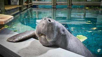 Meet Snooty: The world's oldest manatee living in captivity