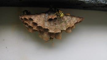 Mind meld: Social wasps share brainpower