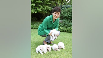 Outrage after ousted South Korea leader leaves dogs at presidential palace