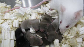 Freeze-dried Space sperm gives rise to healthy baby mice