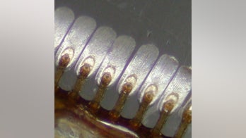 Suction is key to Diving Beetle's loving embrace