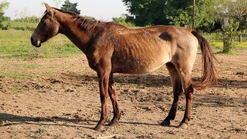 50 dead horses, dozens of starving animals found at Texas 'sanctuary,' SPCA says