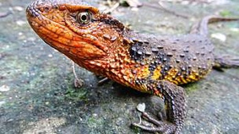 Scientists discover over 100 new species, including crocodile lizard, snail-eating turtle