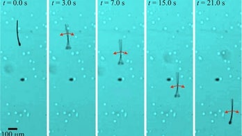 Sperm-inspired robots could aid in vitro fertilization
