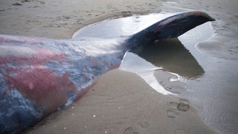 Sperm whale swallows 64 pounds of trash, dies of 'gastric shock'