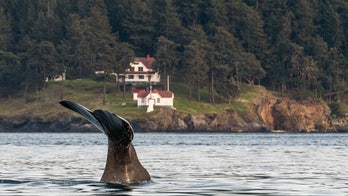 Sperm whale spotted for first time in inland waters of Washington state
