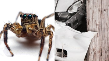 Itsy bitsy spider blamed for big car crash