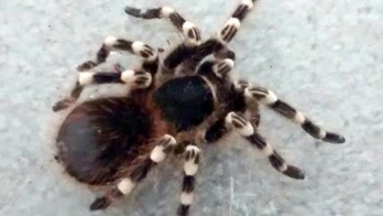 Hand-sized tarantula found in British park bin