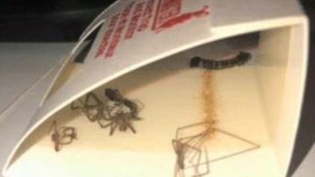 Tennessee woman bitten by brown recluse spider allegedly finds dozens more in apartment