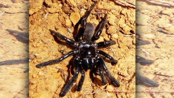 World's oldest spider has died after wasp attack