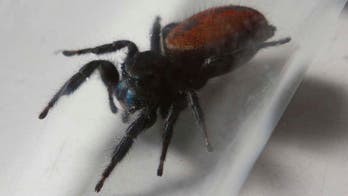 NASA 'spidernaut' dies in Smithsonian