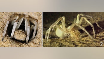 Underground castles? How desert spiders craft vertical tunnels