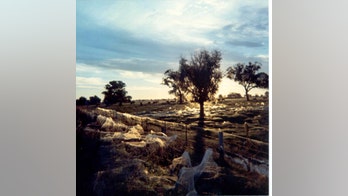 Baby spiders fall from the sky, cover the ground with 'angel hair' in Australia