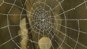 Drawing inspiration from spider webs, engineers create amazing new 'liquid wire'