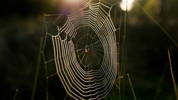 Arachnid love: Female wolf spiders use dragline silk to snag a mate