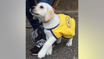 The Daily Spike: Tips for housetraining a puppy