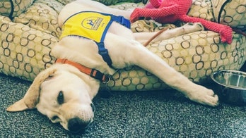 The Daily Spike: The importance of napping, or at least lying down