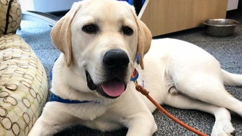 The Daily Spike: 'My dog could be somebody's jackpot'