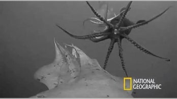 Jumbo squid-cam uncovers secrets of elusive creature