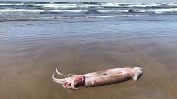 Rare 10-foot squid washes up on Oregon beach