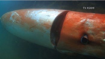 A giant 'sea monster' emerges from the deep