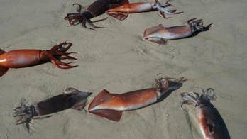 Mystery of mass squid 'suicides' possibly solved