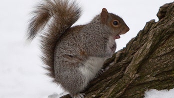Squirrel hunters trigger Ark. school lockdown