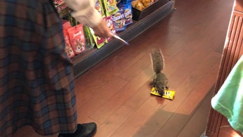 Squirrel filmed stealing M&Ms from Disney World store dubbed a 'cute little shoplifter'