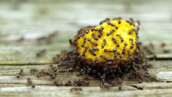 Noma chef says we should all be eating like ants
