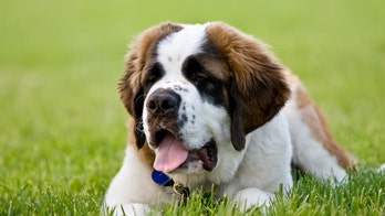 The 8 best dog breeds for families