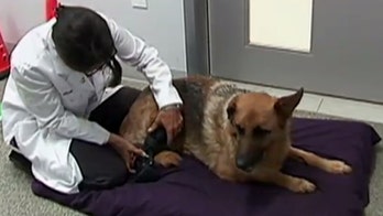 Prosthetic limbs offering pets a new 'leash' on life