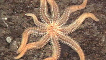 Mystery disease turns Oregon's sea stars to goo