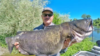 'Monster' catfish reeled in by California fisherman