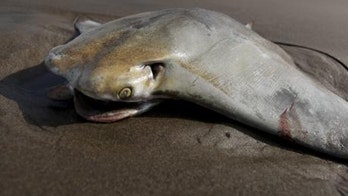 Stingray influx prompts warning on Alabama beaches