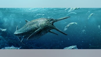 Skeleton of prehistoric 'sea monster' found in Scotland