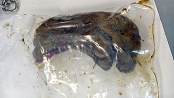 Dog found with stuffed polar bear in stomach