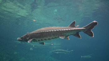 700-pound 'Pig Nose' fish caught for the second time in two years