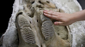 Subway discovery: Los Angeles construction unearths 'rare' fossil trove