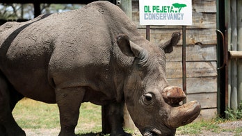 Sudan, the world's last male northern white rhino, dies from 'age-related complications'