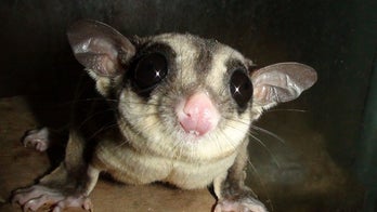 Southpaws: Girls are lefties, boys are righties -- in some critters anyway