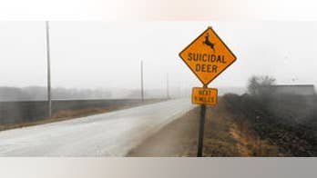 'Suicidal deer' sign making drivers take notice
