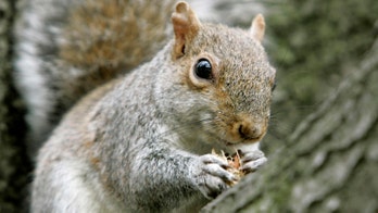 'Suicide bomber' squirrel sends anti-squirrel politician to hospital