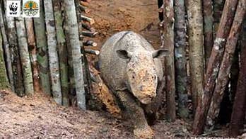 Rare Sumatran rhino sighted in Indonesian Borneo
